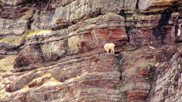 Illustration for article titled Look, By Now We’ve All Seen Pictures Of Mountain Goats On Incredibly Steep Inclines So Don’t Complain When These 6 Photos Don’t Blow You Away